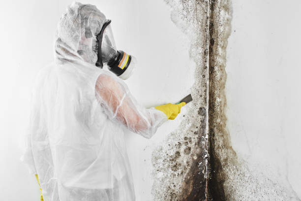 Best Post-Flood Mold Remediation in Appleton, WI