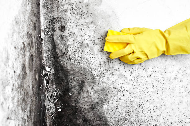 Best Attic Mold Remediation in Appleton, WI