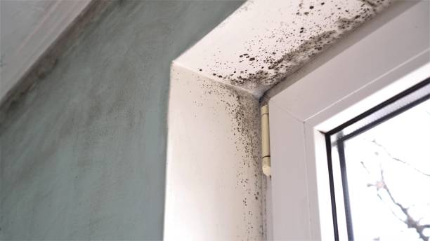 Best Residential Mold Remediation in Appleton, WI