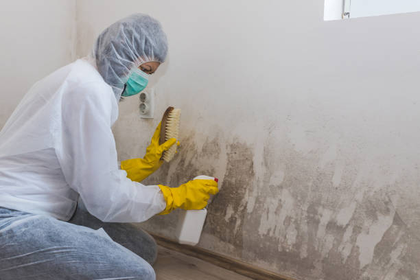Best Bathroom Mold Remediation in Appleton, WI