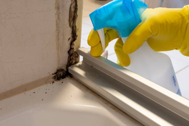 Best Emergency Mold Remediation in Appleton, WI