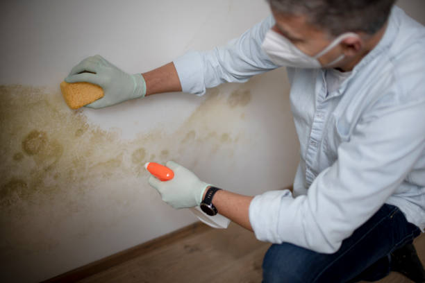 Best Bathroom Mold Remediation in Appleton, WI