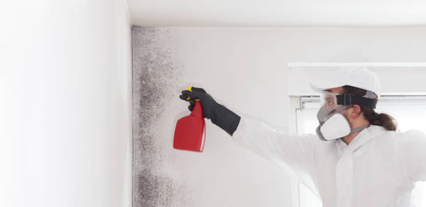 Best Black Mold Remediation in Appleton, WI
