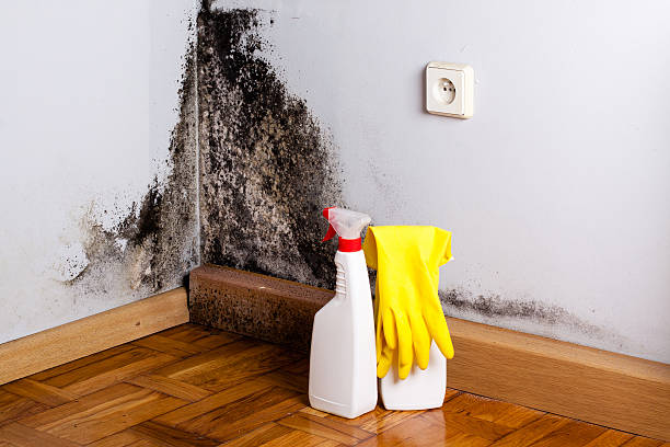 Professional Mold Remediation in Appleton, WI